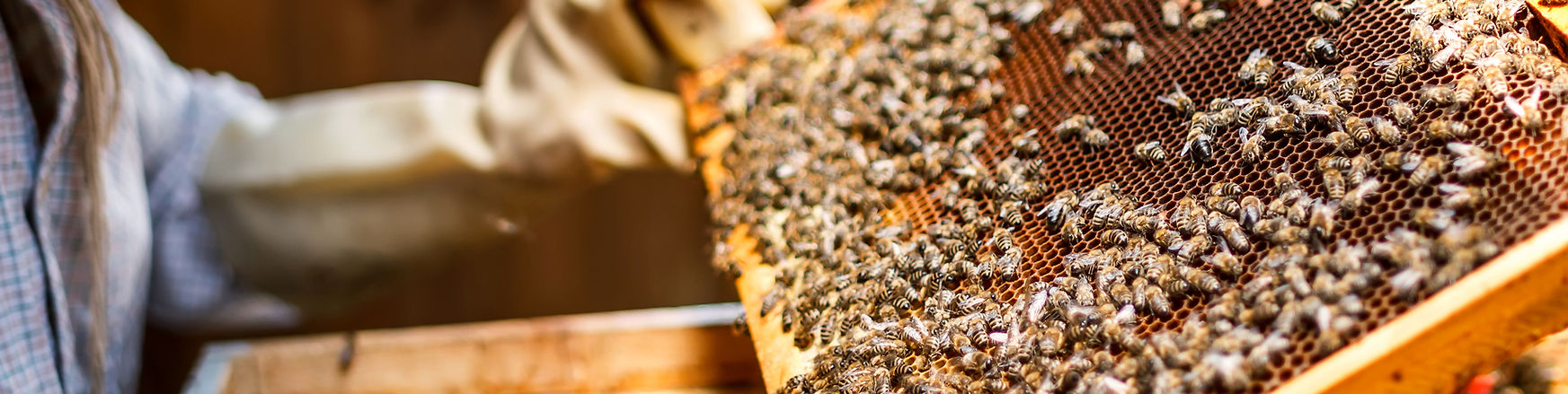Beekeeper Holding a Honeycomb
